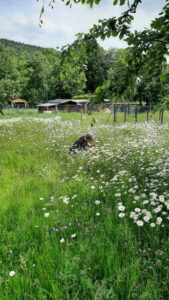 Frau pflückt Blumen in einer grünen Wiese
